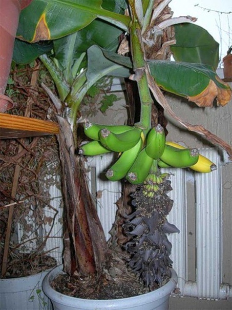 Как вырастить дома... банан Думаете, вырастить банан в домашних условиях нереально -Вы глубоко ошибаетесь! Главное, правильно подобрать сорт и обеспечить хороший уход растению и, тогда, в скором