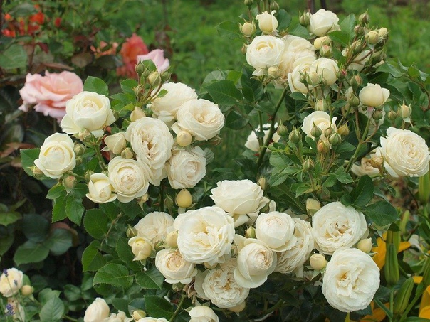 весення подкормка роз чтобы розы цвели пышно и кусты были здоровыми, нужна весенняя подкормка роз, да и всего цветущего в саду удобрениями с преобладанием азота.для только, что посаженных роз и