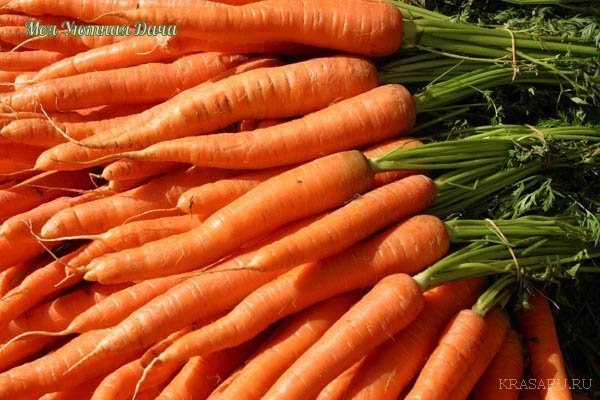 10 способов посева семян моркови как правильно сажать морковь в чем проблема, скажете вы, были бы семена. вы, как всегда, оказались правы. главное, чтобы посев моркови не превратился в нудный и