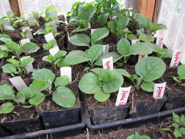 Первым сеем баклажан Традиционно из всех пасленовых культур на рассаду в первую очередь высевают семена баклажана. Напомним, что нужно делать на первом этапе выращивания, чтобы получить здоровые