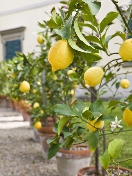 хотите лимон  дома не все сорта лимонов можно выращивать в комнате. лучше всего для комнатной культуры подходят: лимон пав­ловский, лимон мейера, новогрузинский, дженоа, майкоп­ский. чаще в