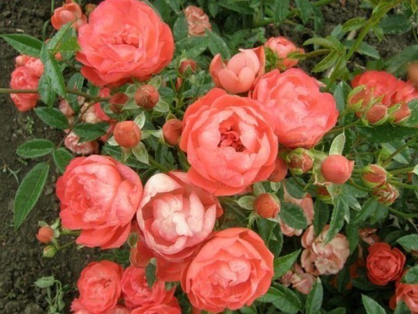 полиантовые розы непрерывное цветение!  обильно цветущие и неприхотливые в уходе полиантовые розы отличный вариант для владельцев небольших участков. этими цветами можно украсить практически