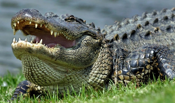 Разница между крокодилом и аллигатором Мощные челюсти этих древнейших рептилий вызывают ужас даже у тех, кто никогда в жизни не сталкивался с их обладателями крокодилами. Недаром эти ближайшие