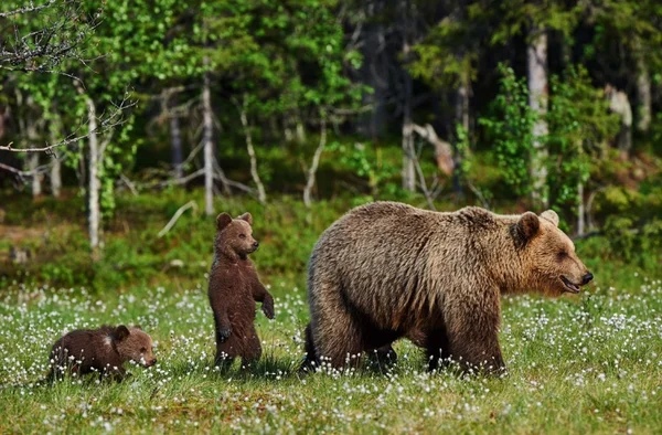 Голодные волки окружали медвежат, их мама умоляла о помощи, встретившись взглядом с дедом...