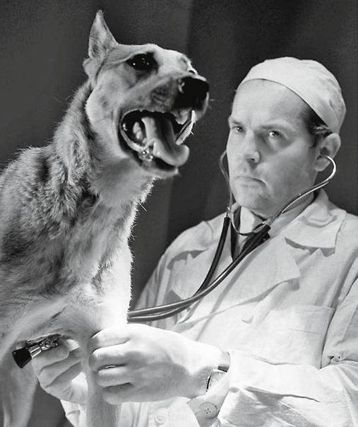 Демихов и его двухголовые собаки Невероятно интересная история про эксперименты по трансплантологии, которые ставились в СССР около 60 лет назад.Первым в мире он создал работоспособный протез