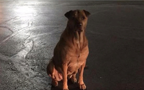 Собака в Оклахома-Сити притворялась бездомной, чтобы её кормили гамбургерами Хозяйка собаки Бетси Рейс отметила, что её Принцесса начала очень сильно набирать вес, а также куда-то убегать по