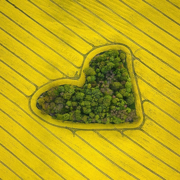 В Польше, прямо посреди поля, произрастает небольшая роща в форме сердца. Сфотографировать «рощу любви» с воздуха удалось польскому фотографу Яну Улицки. Удивительная местность расположена в 20