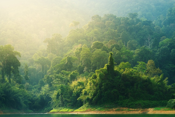 Тропический лес в лучах утреннего солнца (Таиланд) Фото: Oleg Feofanov