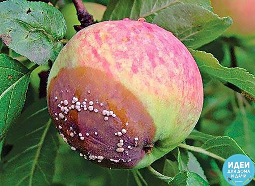 Что делать, если яблоки гниют на дереве Большое количество завязи на яблоне дает основания садоводу предвкушать обильный урожай. Однако иногда вместо сочных румяных плодов на дереве