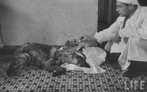 Демихов и его двухголовые собаки Невероятно интересная история про эксперименты по трансплантологии, которые ставились в СССР около 60 лет назад.Первым в мире он создал работоспособный протез