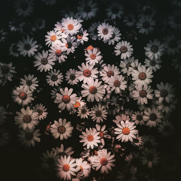 Цветут цветы: фотографии Хико Такаши 
