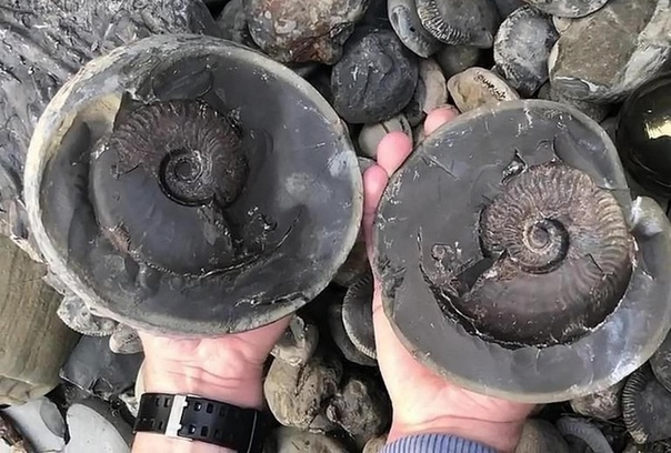 Студент нашел на пляже блестящий шар с ископаемым моллюском возрастом 185 млн лет Прогуливаясь по пляжу и внимательно глядя себе под ноги, можно обнаружить много разных и весьма любопытных