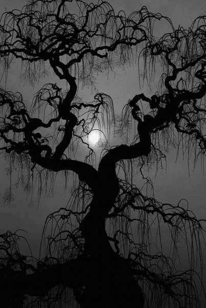 Фотопроект Бет Мун «Портреты времени» 14 лет своей жизни фотограф Бет Мун из Сан-Франциско посвятила тому, что находила и фотографировала старейшие деревья на планете. Она объездила весь мир,